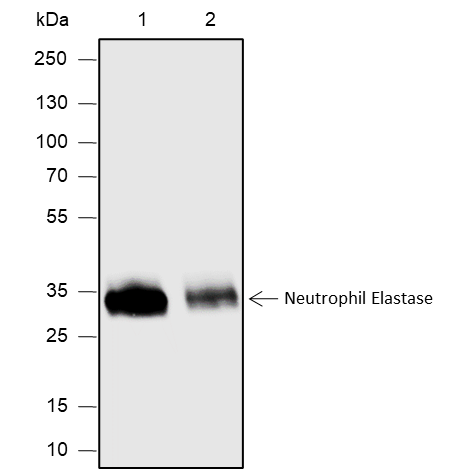 Anti-Neutrophil Elastase Rabbit mAb