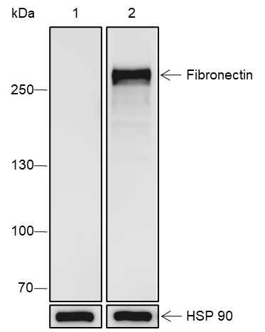 Anti-Fibronectin Rabbit pAb