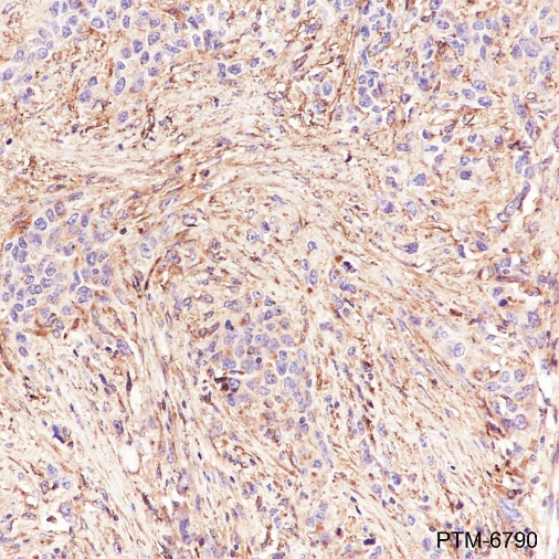 Anti-Fibronectin Rabbit pAb