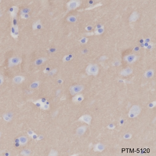 Anti-CD47 Rabbit mAb