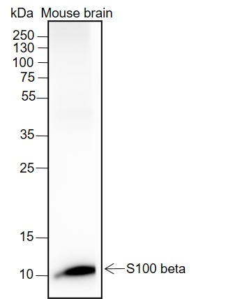 Anti-S100B Rabbit mAb