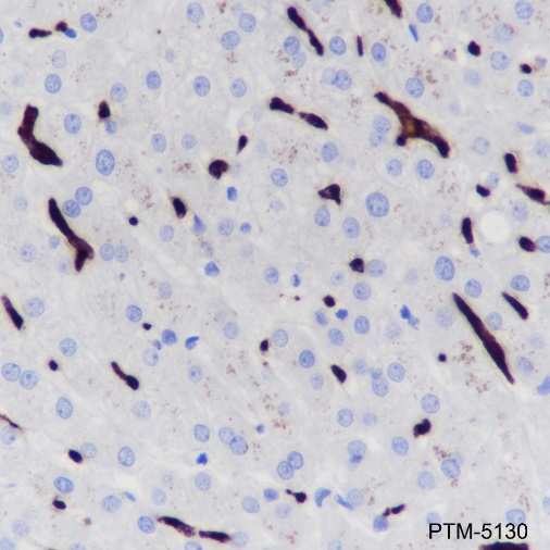 Anti-CD68 Rabbit mAb