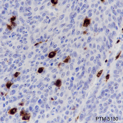 Anti-CD68 Rabbit mAb