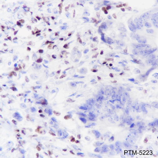 Anti-IKAROS Rabbit mAb