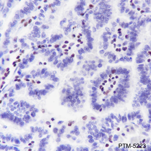 Anti-IKAROS Rabbit mAb