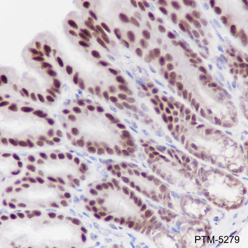 Anti-Ku80 Rabbit mAb