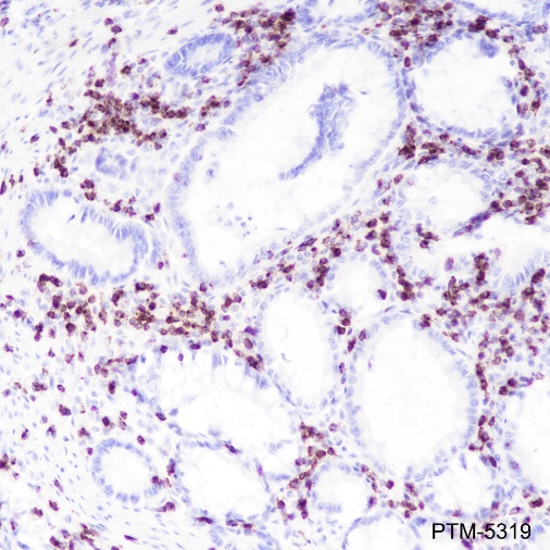 Anti-CD2 Rabbit mAb