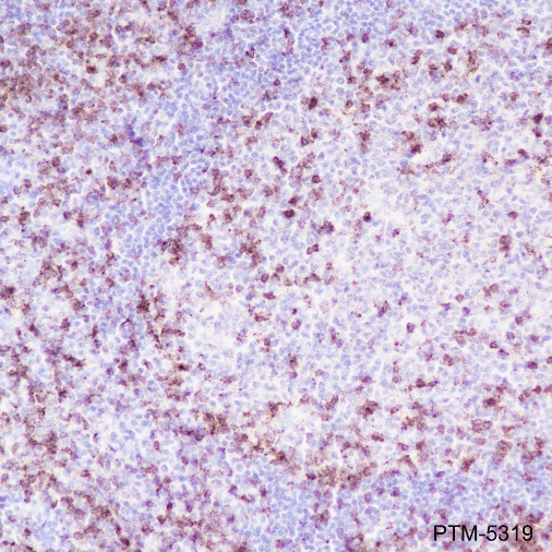 Anti-CD2 Rabbit mAb