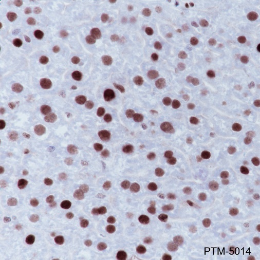 Anti-MSH6 Rabbit mAb