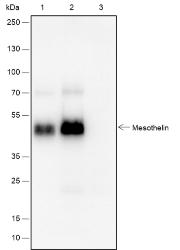 Anti-Mesothelin Rabbit mAb