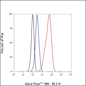 Anti-CDX2 Rabbit mAb
