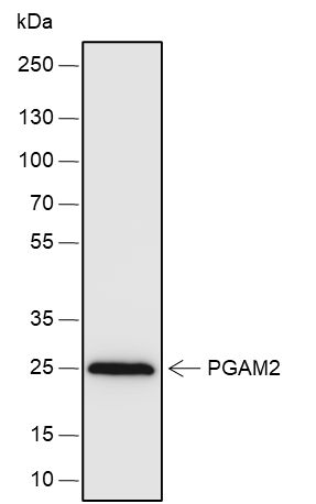 Anti-PGAM2 Rabbit pAb