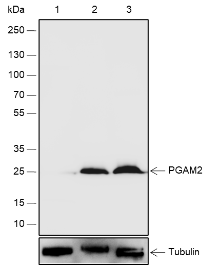 Anti-PGAM2 Rabbit pAb