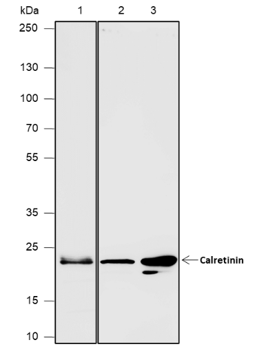 Anti-Calretinin Rabbit pAb