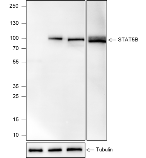 Anti-STAT5b Mouse mAb