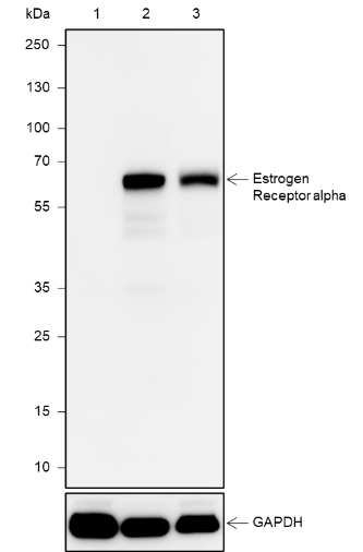 Anti-Estrogen Receptor alpha Rabbit mAb