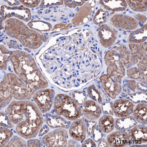Anti-Bcr Rabbit mAb