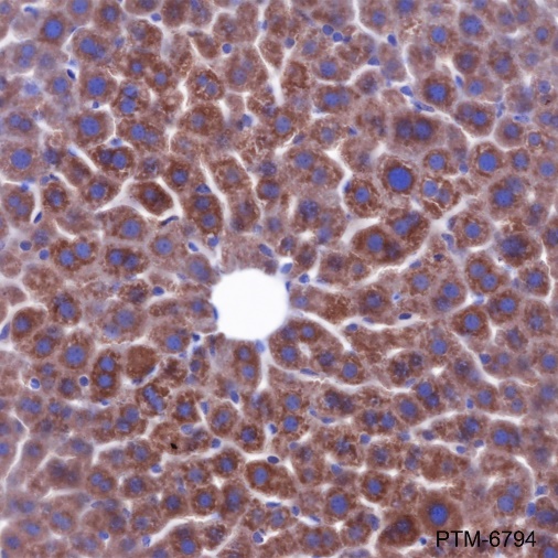 Anti-Acetyl-SOD2 (Lys68) Rabbit mAb
