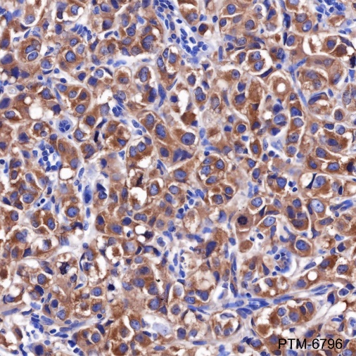Anti-PRAS40 Rabbit mAb