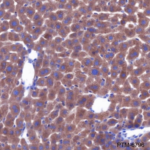 Anti-PRAS40 Rabbit mAb