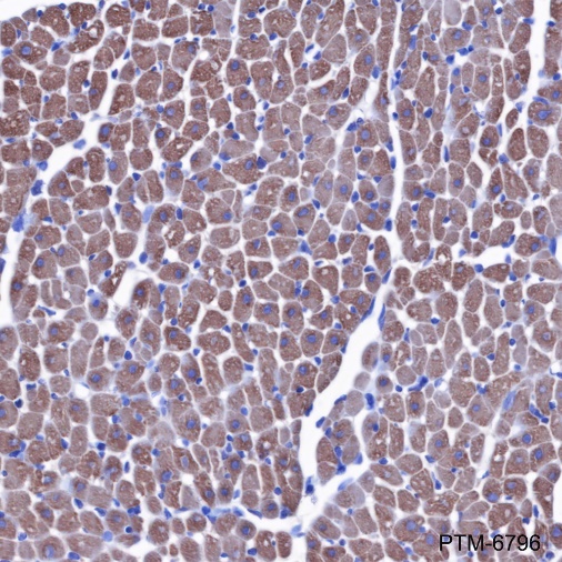 Anti-PRAS40 Rabbit mAb