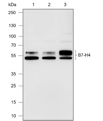 Anti-B7-H4 Rabbit mAb