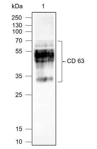 Anti-CD63 Mouse mAb