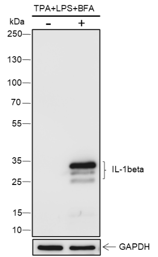 Anti-IL-1 beta Rabbit mAb