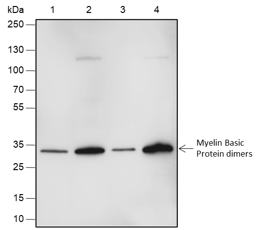 Anti-Myelin Basic Protein Rabbit pAb