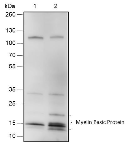 Anti-Myelin Basic Protein Rabbit pAb