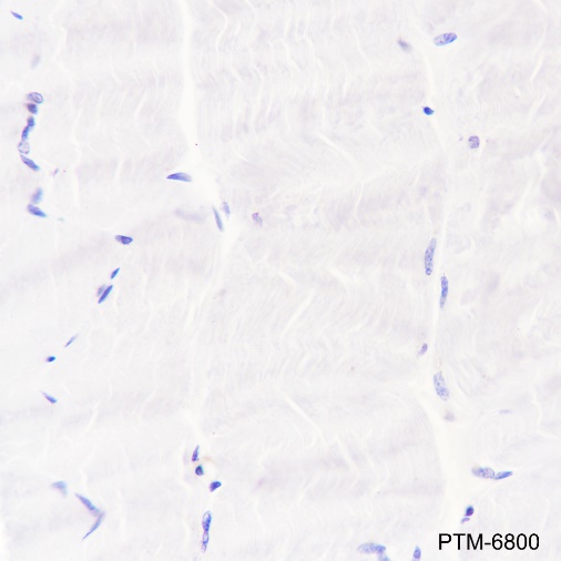 Anti-Myelin Basic Protein Rabbit pAb
