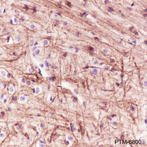 Anti-Myelin Basic Protein Rabbit pAb