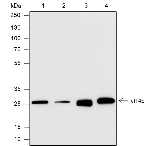 Anti-eIF4E Rabbit mAb