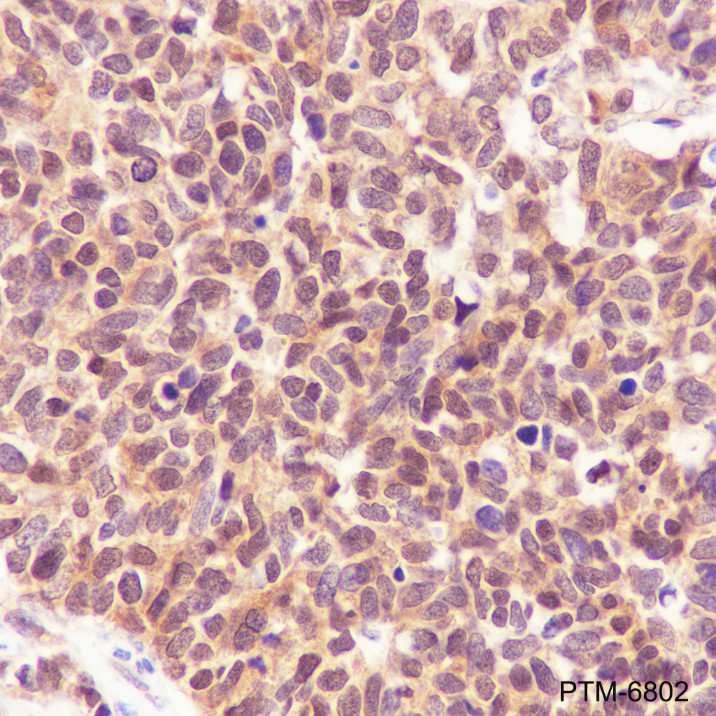 Anti-eIF4E Rabbit mAb