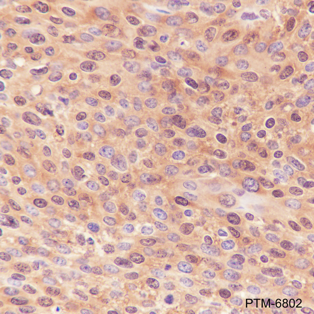 Anti-eIF4E Rabbit mAb