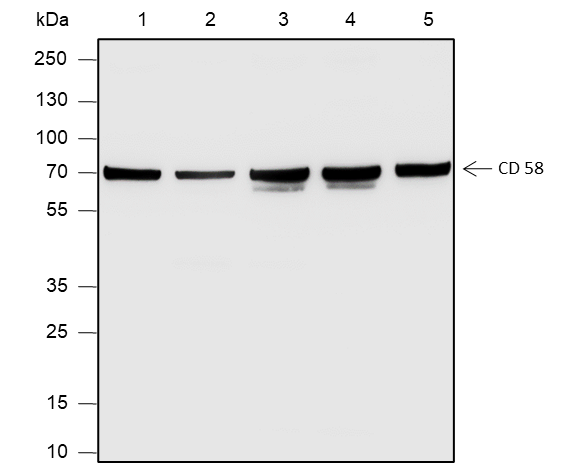 Anti-CD58 Rabbit pAb