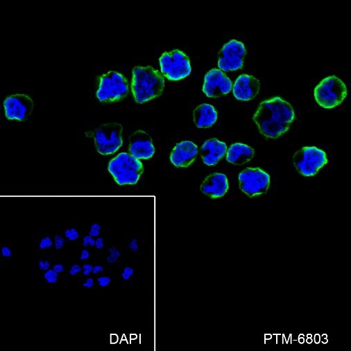 Anti-CD58 Rabbit pAb