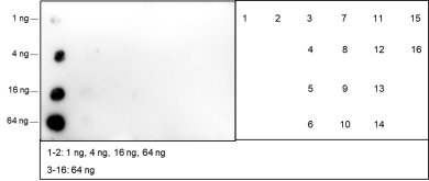 Anti-Methacryl-Histone H3 (Lys18) Mouse mAb