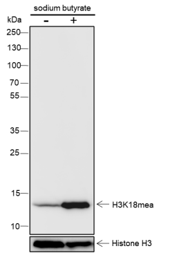 Anti-Methacryl-Histone H3 (Lys18) Mouse mAb