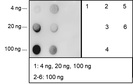Anti-Methacryllysine Mouse mAb
