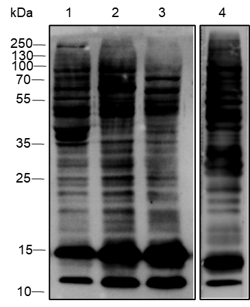 Anti-Methacryllysine Mouse mAb