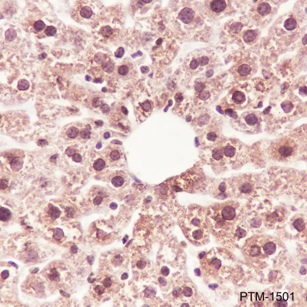 Anti-Methacryllysine Mouse mAb