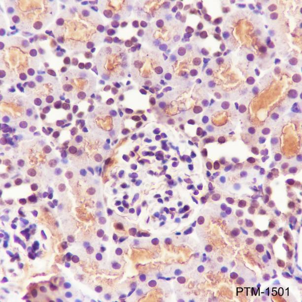 Anti-Methacryllysine Mouse mAb