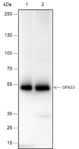 Anti-GPA33 Rabbit mAb