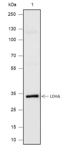 Anti-LDHA Rabbit pAb