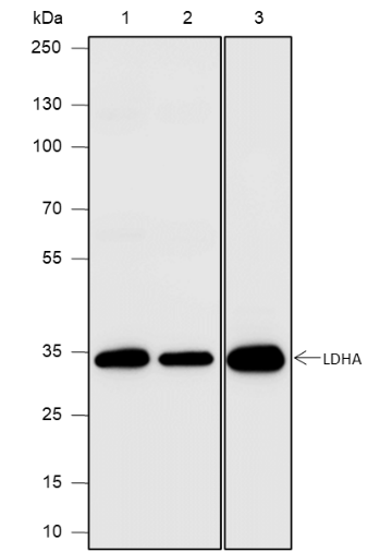 Anti-LDHA Rabbit pAb