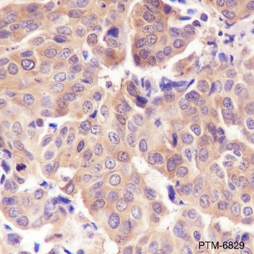 Anti-LDHA Rabbit pAb