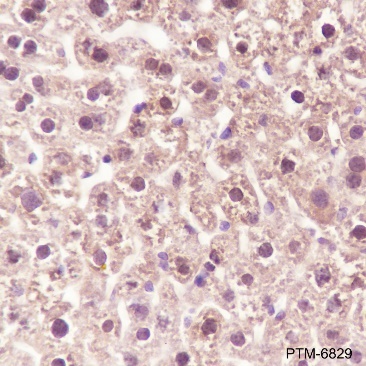 Anti-LDHA Rabbit pAb