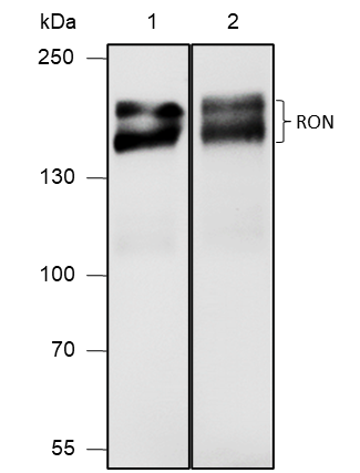 Anti-RON Rabbit mAb