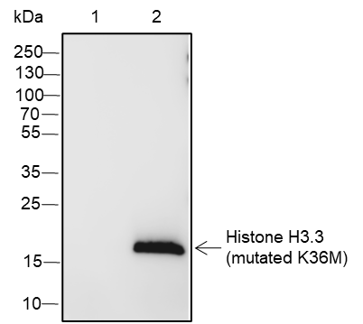 Anti-Histone H3.3 (Mutated K36M) Rabbit pAb